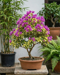 Imported Golden Jackpot Bougainvillea Plant