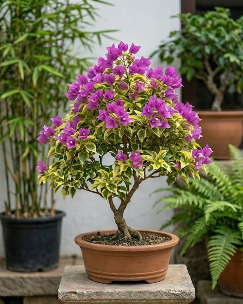 Imported Golden Jackpot Bougainvillea Plant