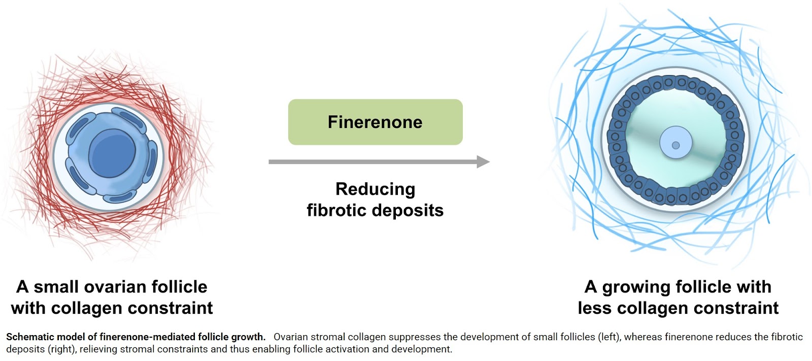 Activating dormant eggs to restore fertility