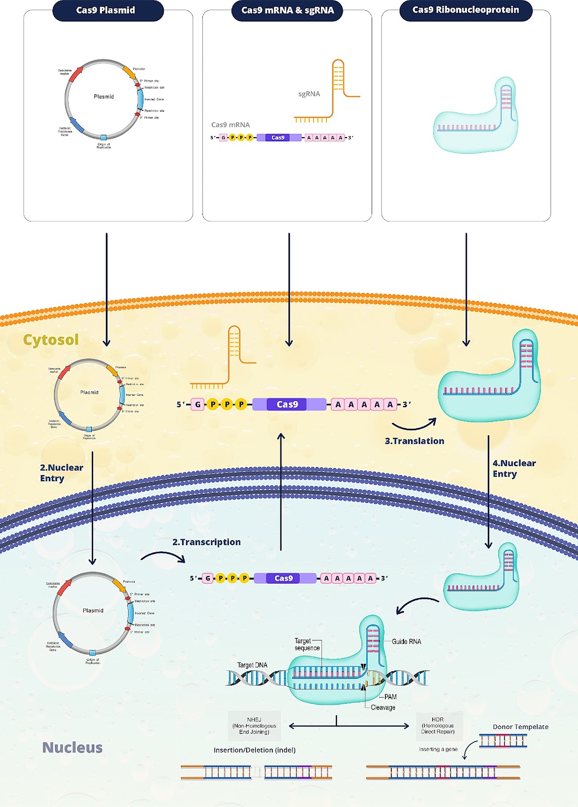 Exploring non-viral methods for the delivery of CRISPR-Cas ribonucleoprotein to hematopoietic stem cells