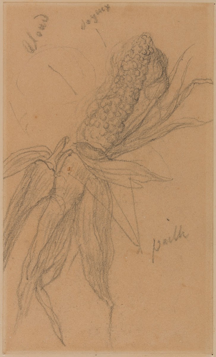 Epi de maïs 1870 1872