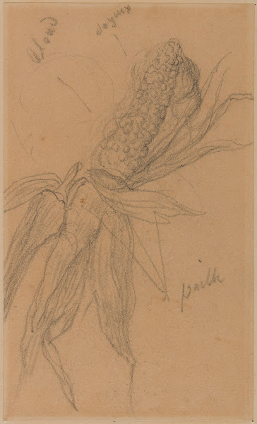 Epi de maïs 1870 1872