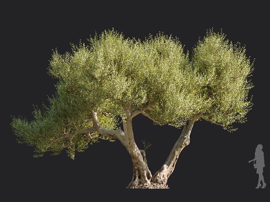 Maxtree - Plant Models Vol.113