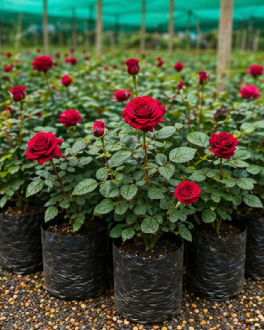English Rose Flowering Plant — view 5
