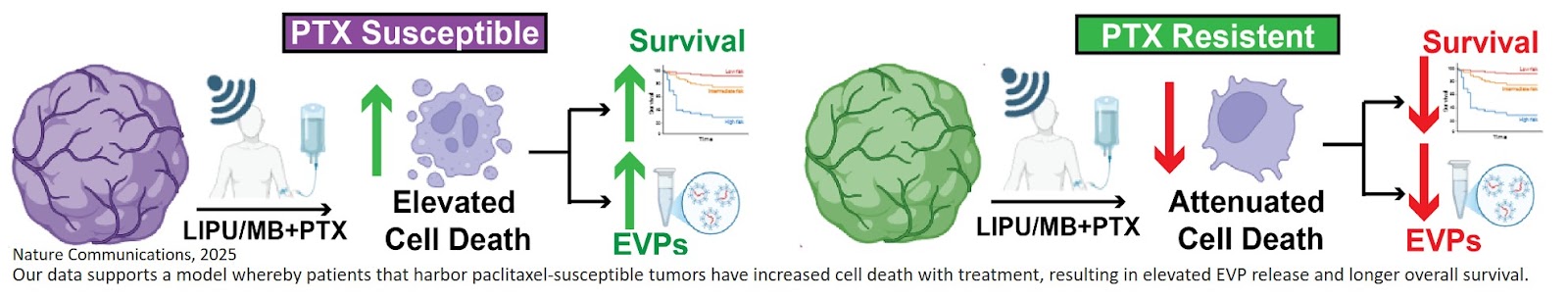 Dynamic release of extracellular particles after opening of the blood-brain barrier predicts glioblastoma susceptibility to paclitaxel