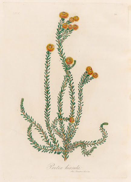 Protea hirsuta 1818 1824