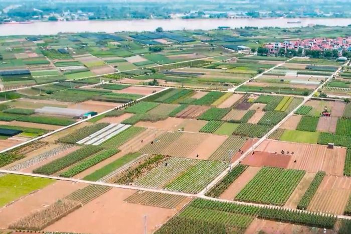 'Thay áo' cho những thửa ruộng - Đài Phát thanh và truyền hình Hà Nội