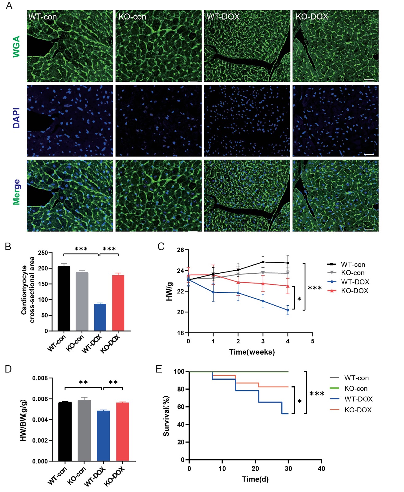 Fibroblast growth factor 13 deficiency attenuates doxorubicin-induced cardiotoxicity by regulating Parkin-mediated myocardial injury
