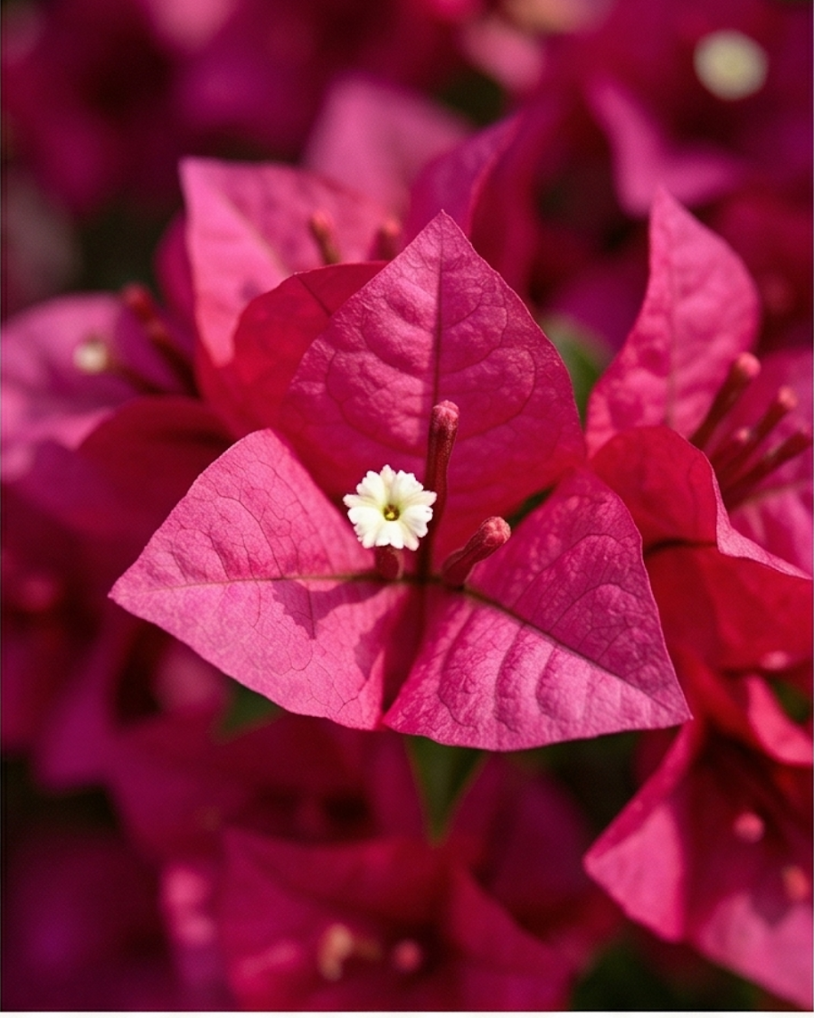 Imported Brezza Magenta Bougainvillea Plant — view 2
