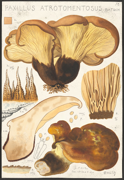 Paxillus atrotomentosus Batsch 2 1915 1945