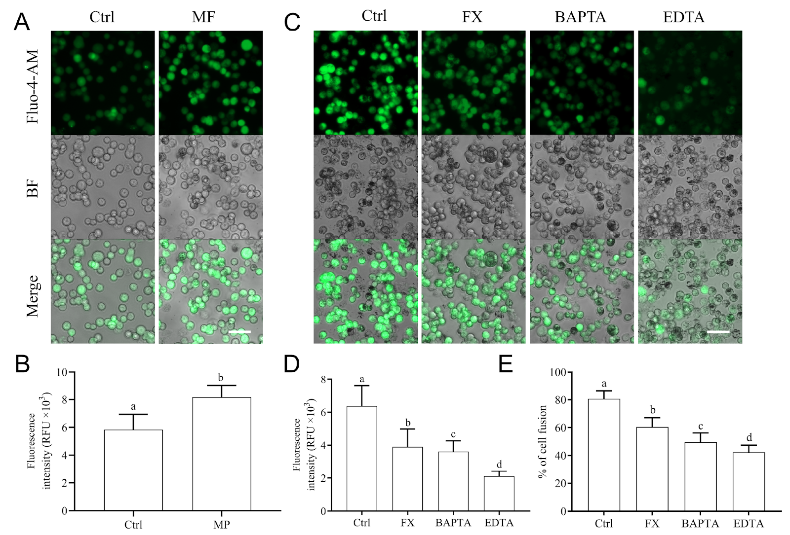 Fabrication of fusogenic and magnet-responsive cells for transplantation of an intact mitochondrial network