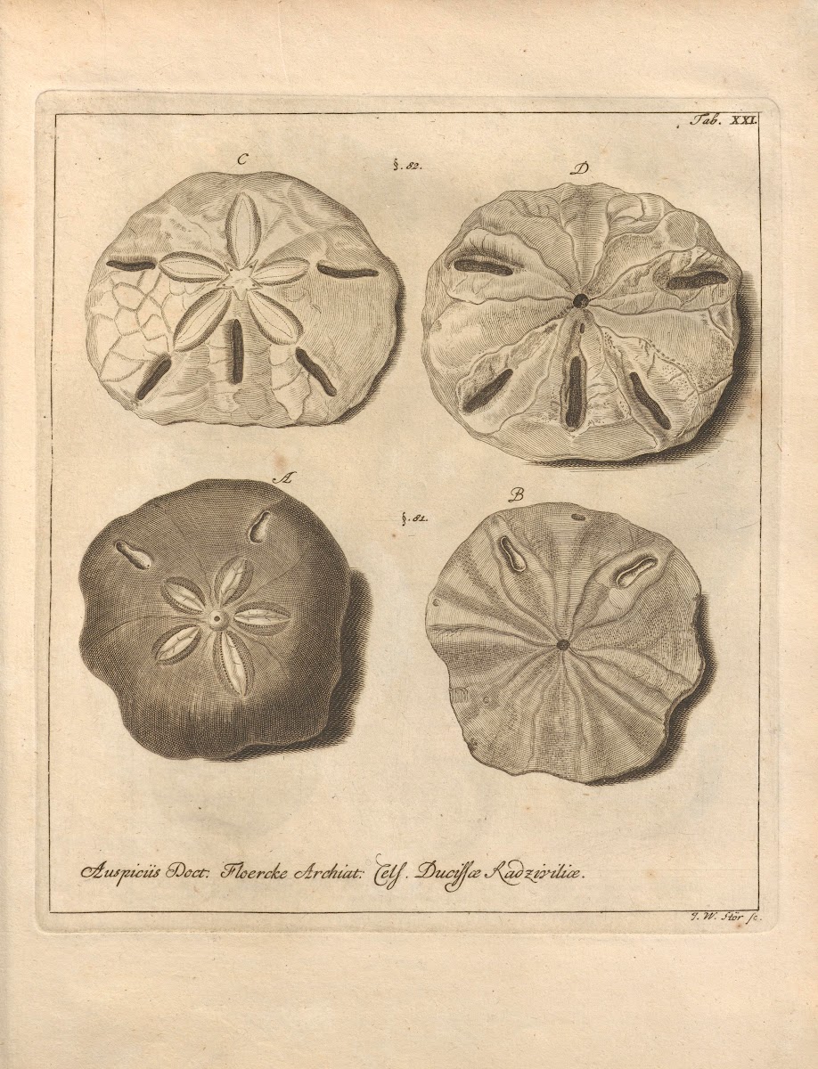 Naturalis Dispositio Echinodermatum Natural Arrangement Of Echinoderms Pl21 1734