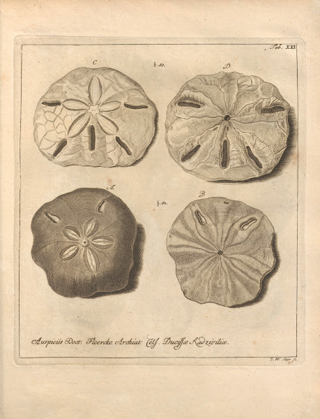 Naturalis Dispositio Echinodermatum Natural Arrangement Of Echinoderms Pl21 1734