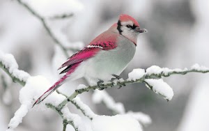 Bird Wallpaper
