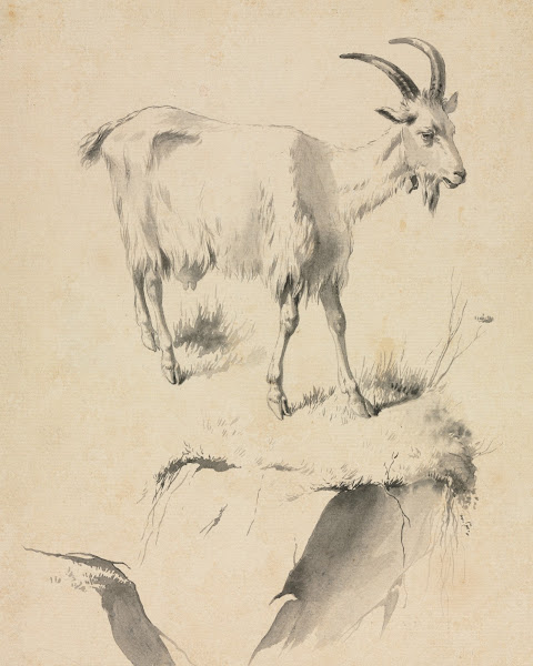 Study of a Goat 1700s
