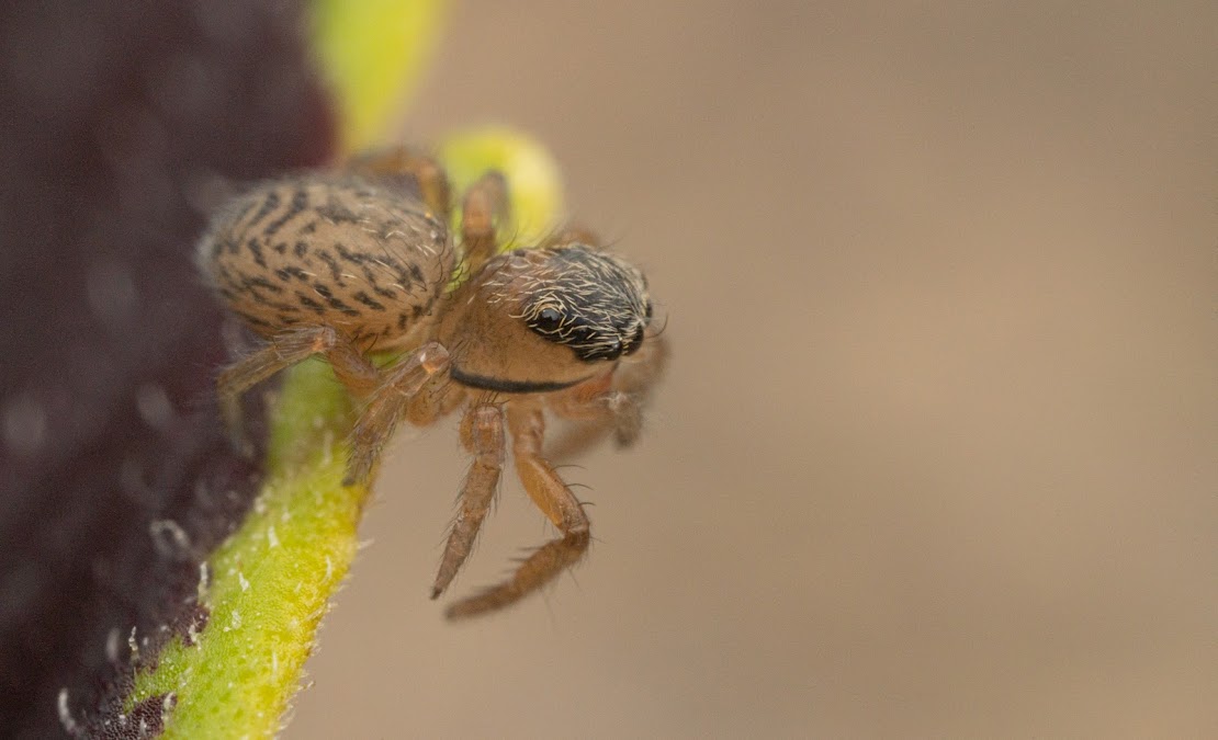 Euophrys frontalis