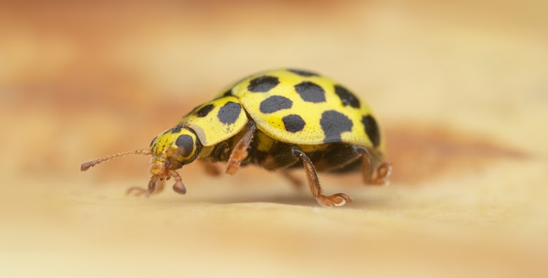 Ladybird