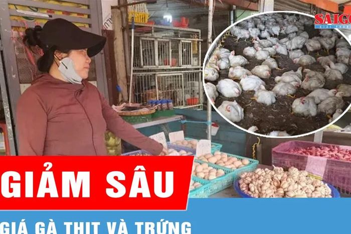 Giá gà thịt và trứng giảm sâu - Báo Sài Gòn Giải Phóng