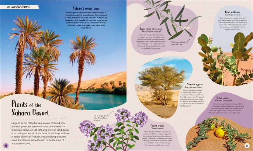 Desert — gambar 3