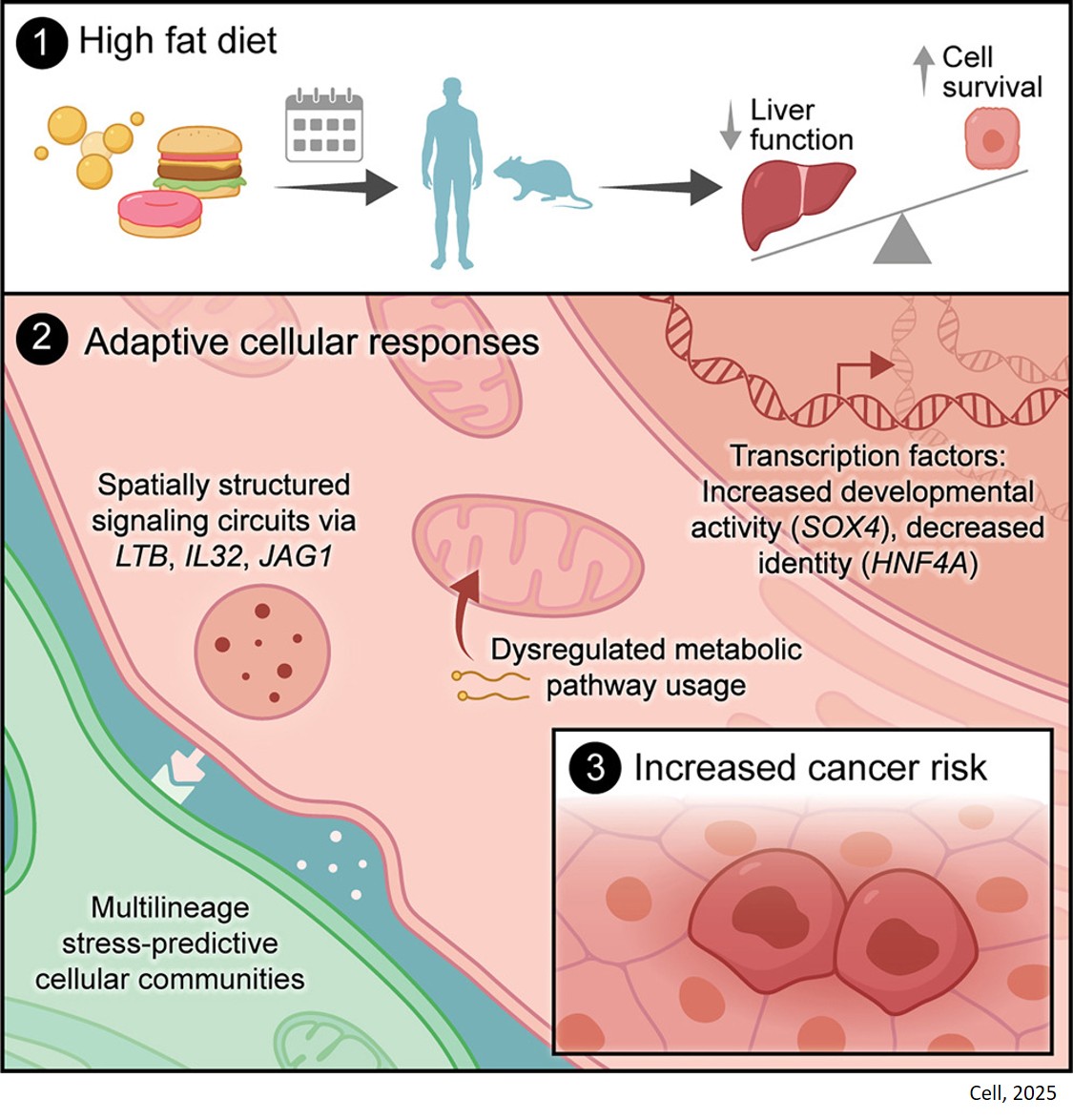 Hepatic adaptation to chronic metabolic stress primes tumorigenesis