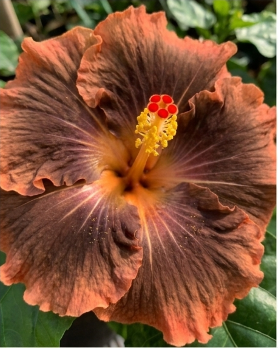 Hibiscus Moorea Timeri Beauty — view 3