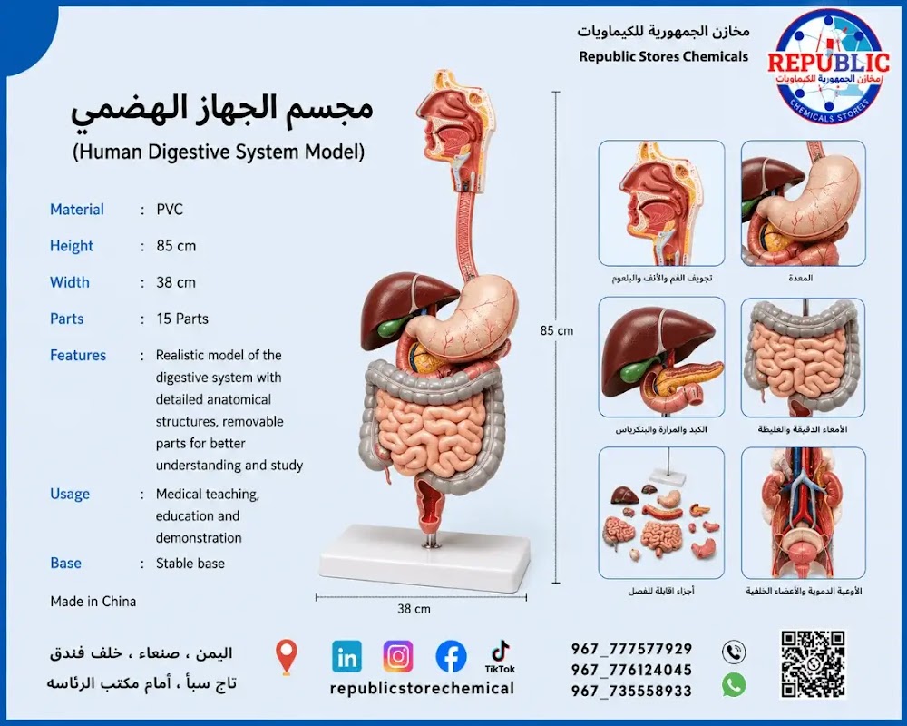 مجسم تشريح الجهاز الهضمي تعليمي