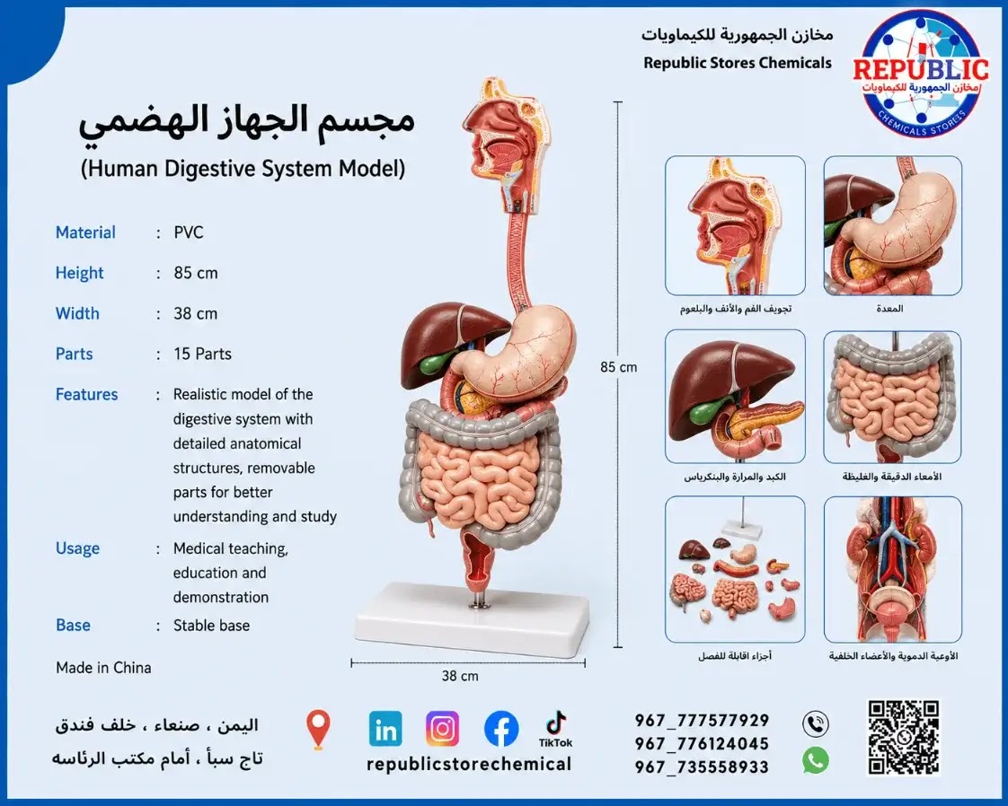 مجسم تشريح الجهاز الهضمي تعليمي