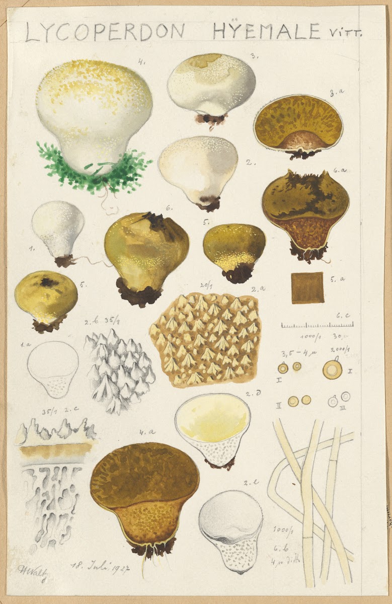 Lycoperdon hyemale 1915 1945