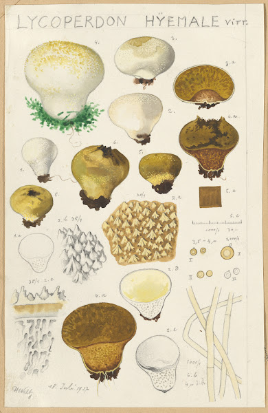 Lycoperdon hyemale 1915 1945