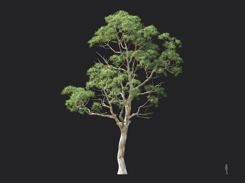 Maxtree - Plant Models Vol.124
