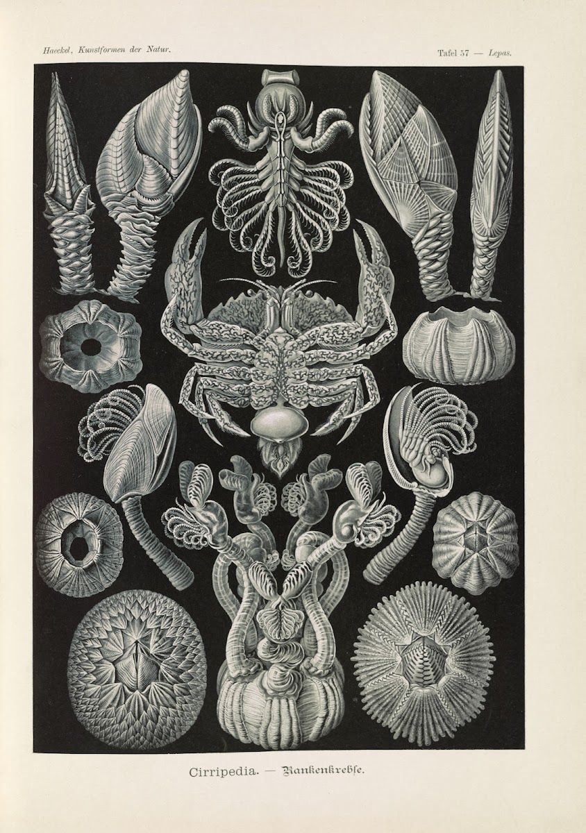 Cirripedia  Rankenkreble 1904