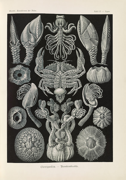 Cirripedia  Rankenkreble 1904