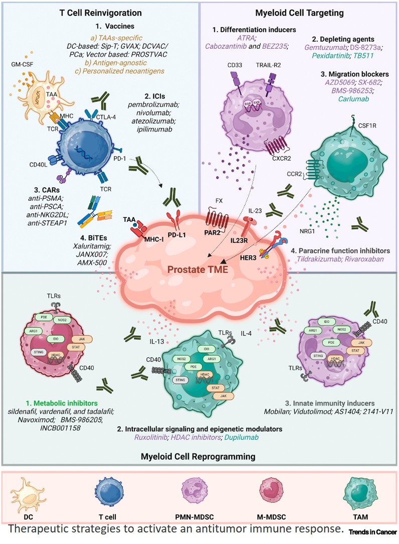 Tackling immune evasion in prostate cancer