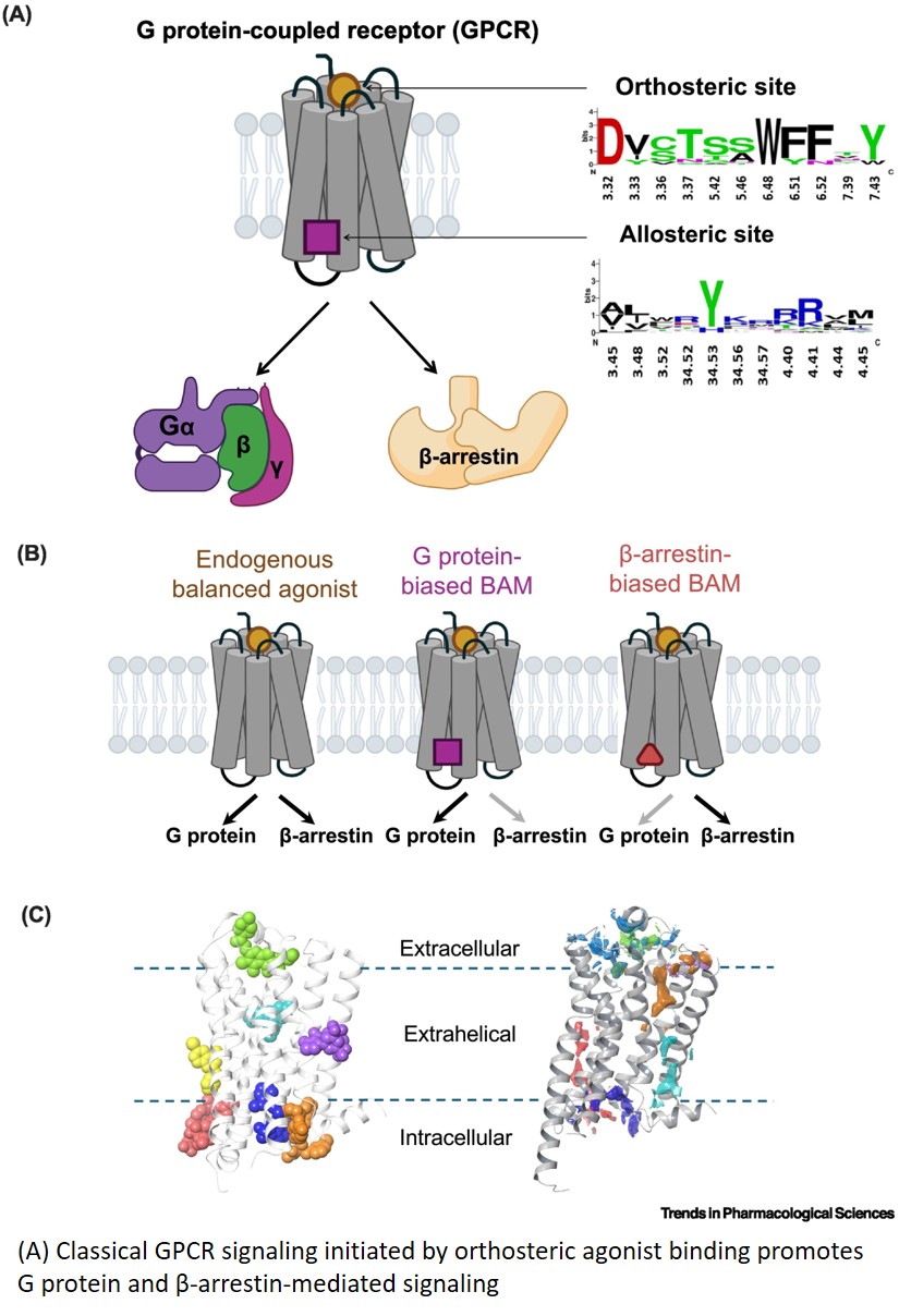Bias from within: intracellular allosterism and the ICL2 hub