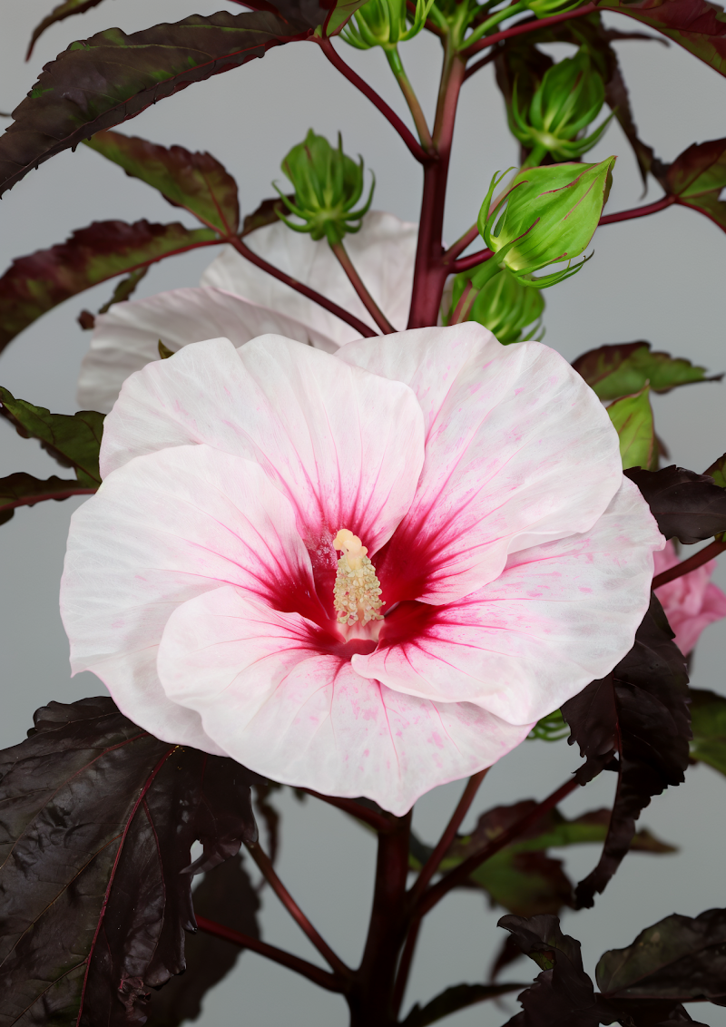 Hibiscus moscheutos 'Carousel Jolly Heart' in piena fioritura con fiori rosa brillanti e centro rosso