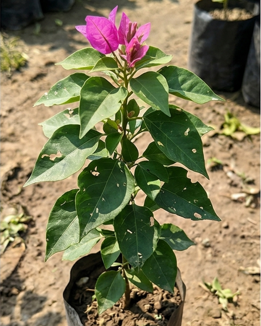 Imported Formosa Lady Mama Bougainvillea Plant — view 3
