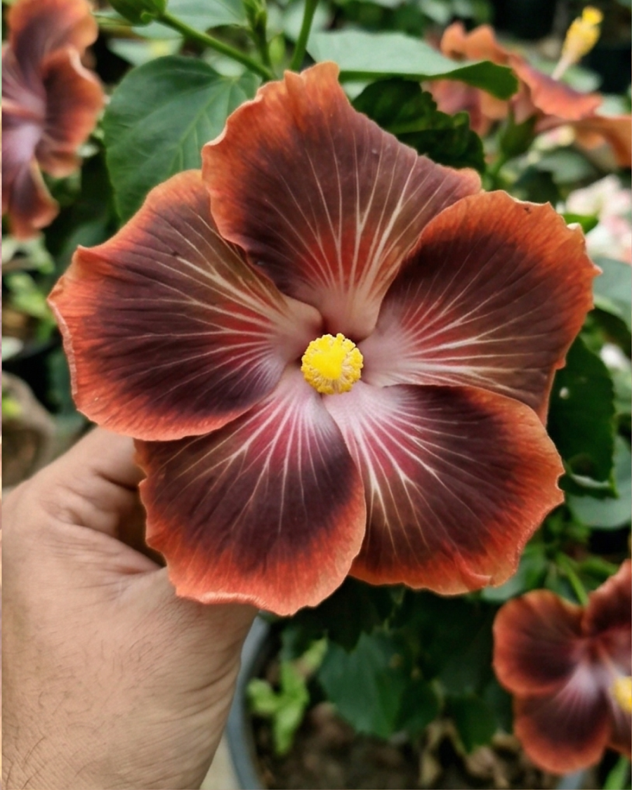 Hibiscus Shueishalian Galaxy Upstart — view 3