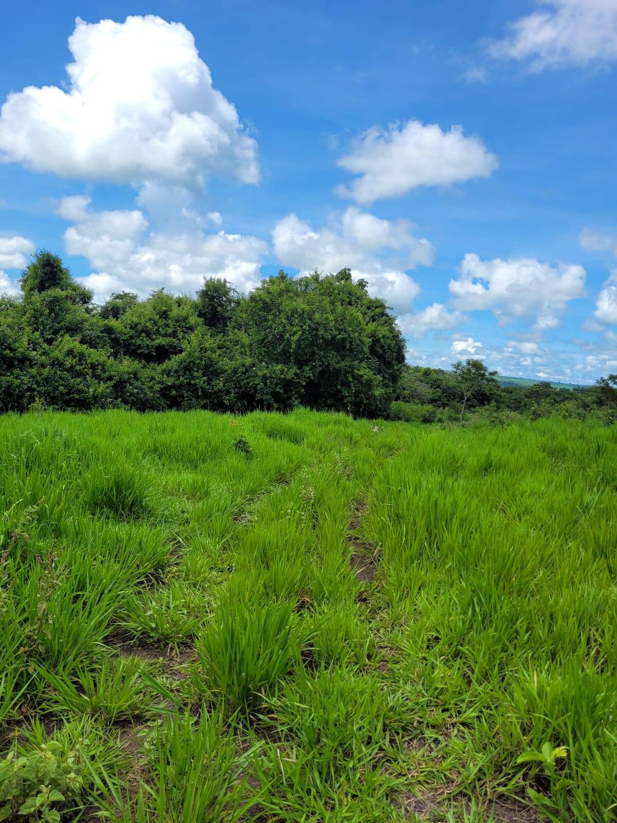 Fazenda em Santa Cruz de Goiás - GO 2