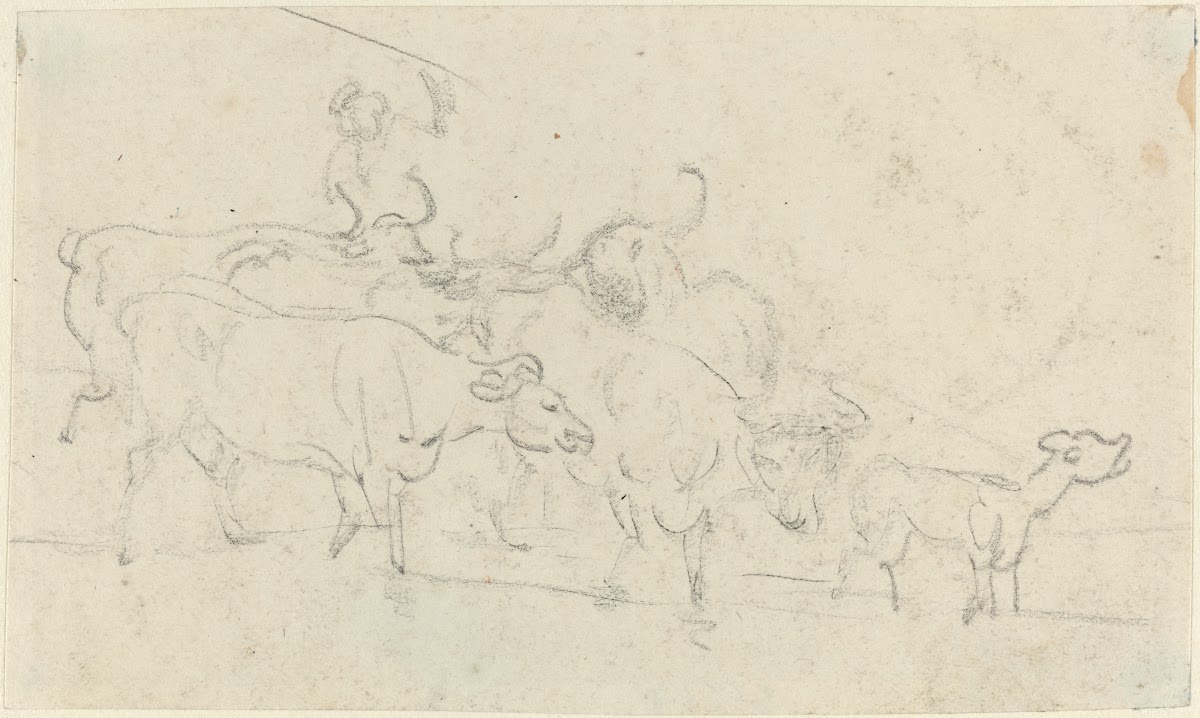Cattle