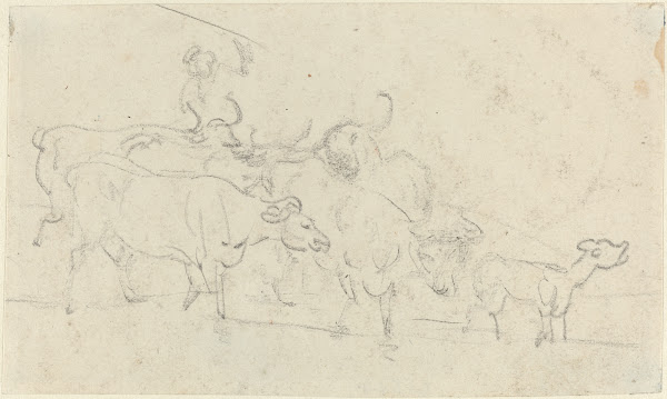 Cattle