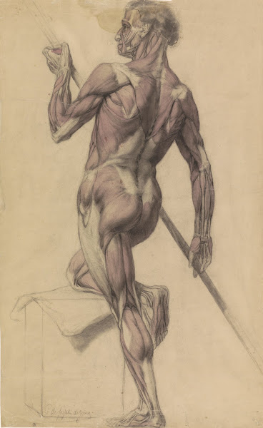 Anatomische studie van een mannelijk lichaam 19th century