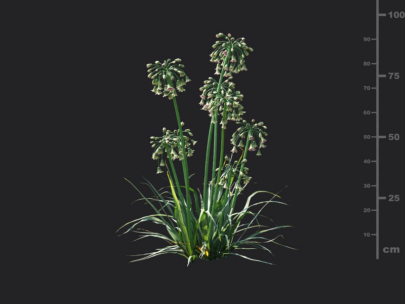Maxtree - Plant Models Vol.115