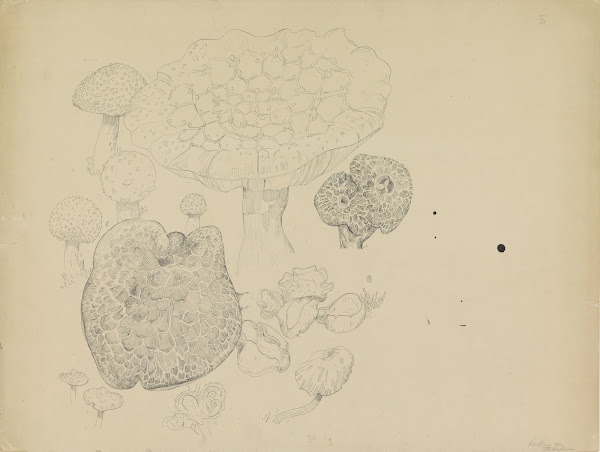 Paddestoelen 1873   1917