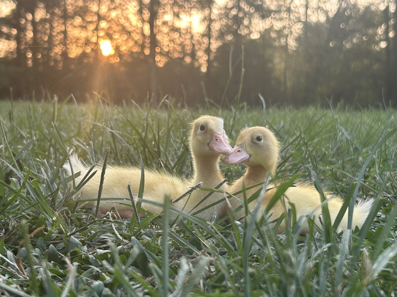 Fawn & White Runner Duck