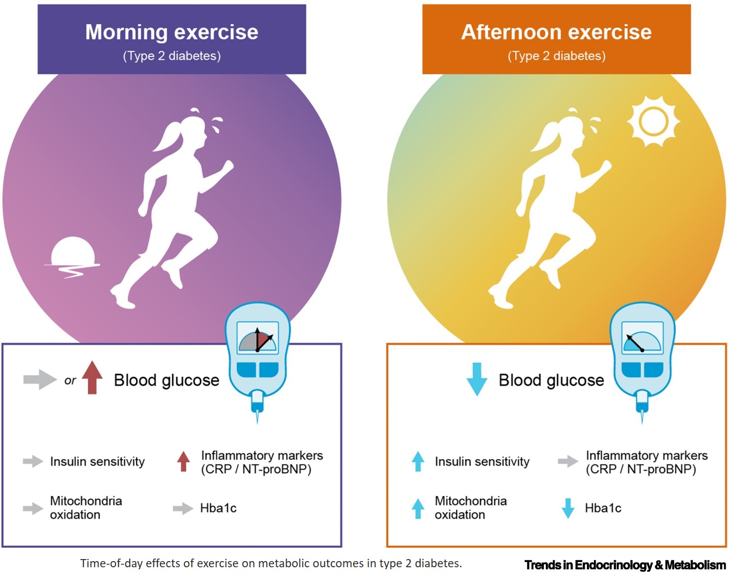Exercise timing and circadian regulation of metabolism in type 2 diabetes