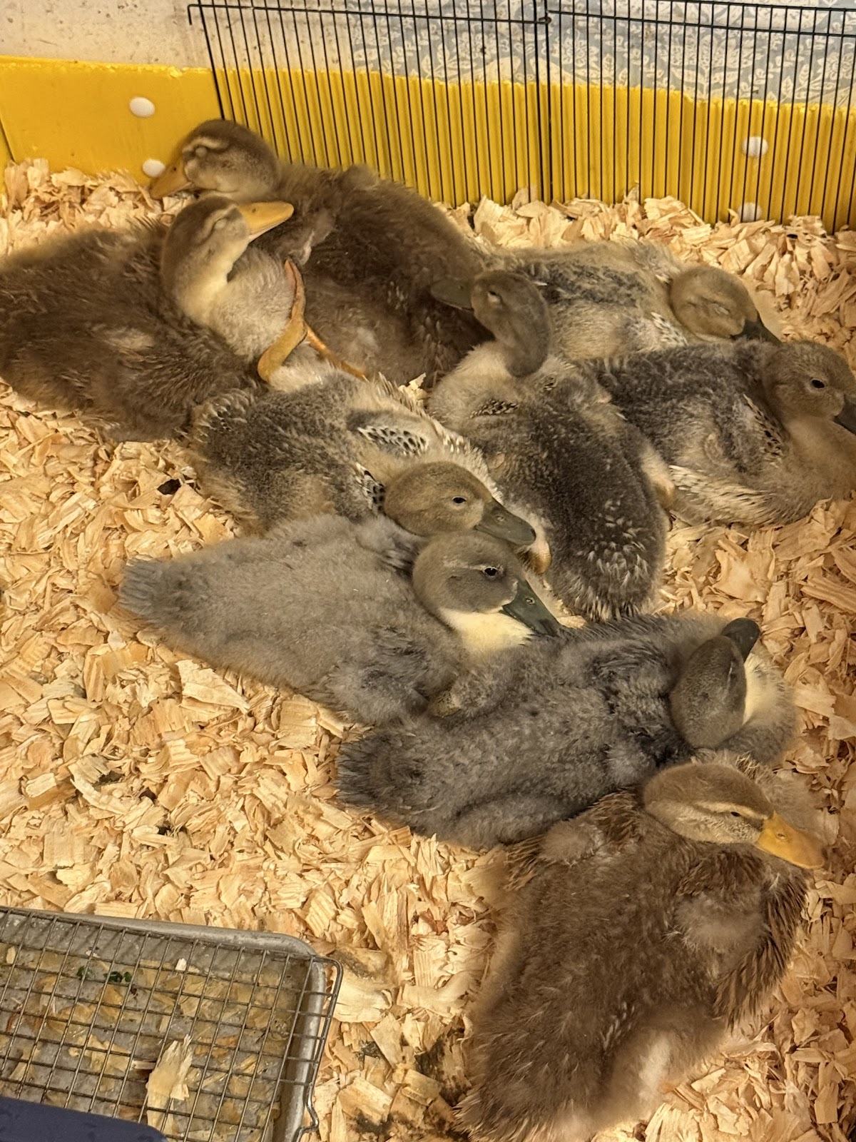 Blue Swedish Duckling, Welsh Harlequin Duckling, Golden Cascade Duckling