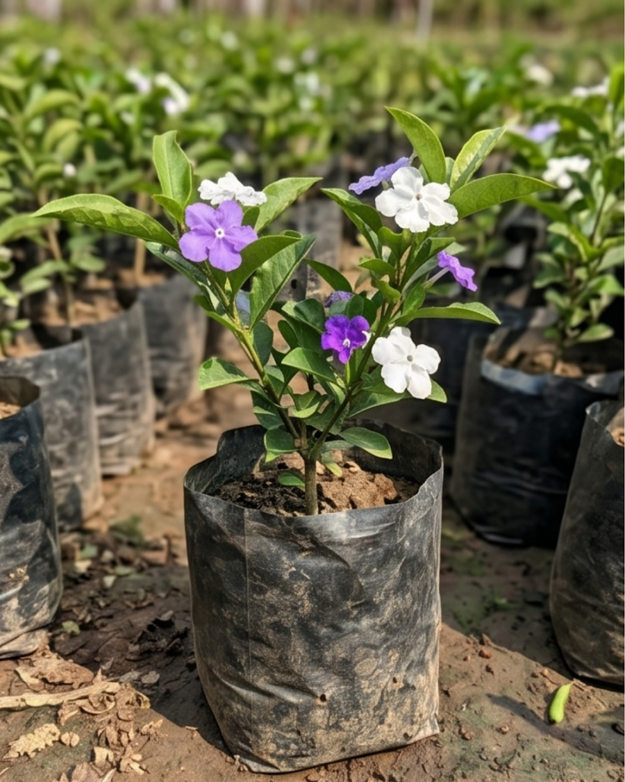 Yesterday Today Tomorrow Plant — view 3