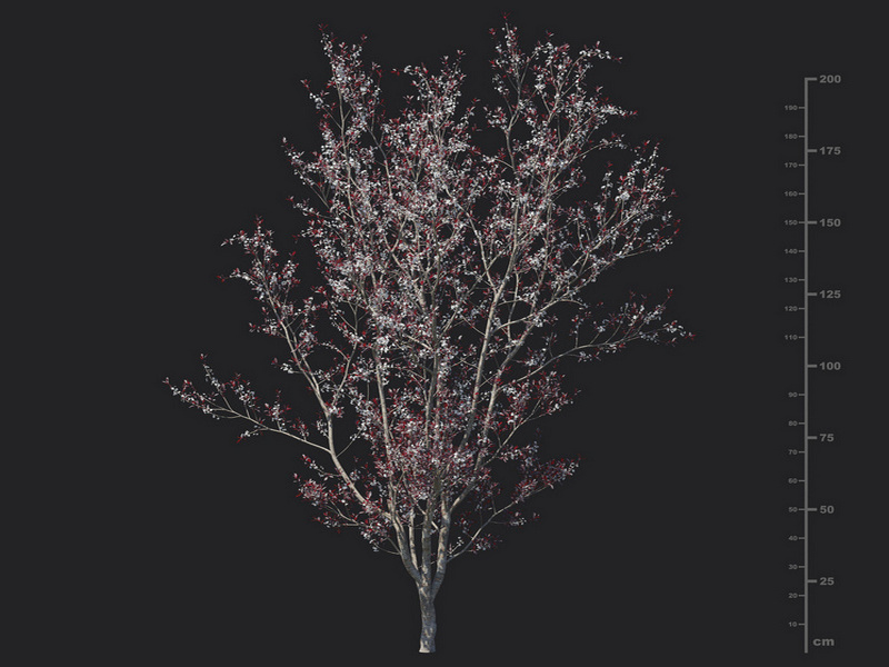 Maxtree - Plant Models Vol.129