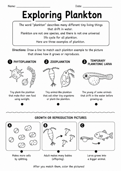 Plankton Life Cycle Worksheet