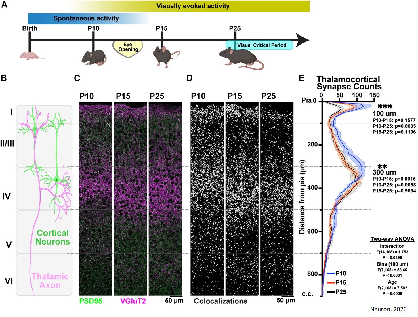 Astrocyte-microglia crosstalk through Hevin and Toll-like receptor signaling controls developmental thalamocortical synapse refinement